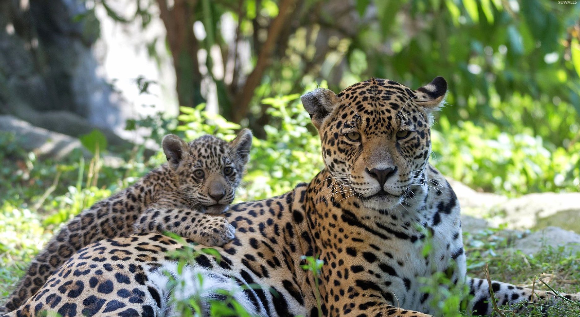 Leopard and its cub resting on the ground wallpapers HD quality