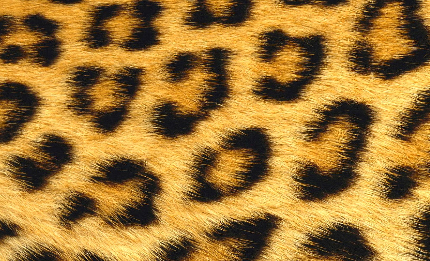 Leopard fur at 1024 x 1024 iPad size wallpapers HD quality