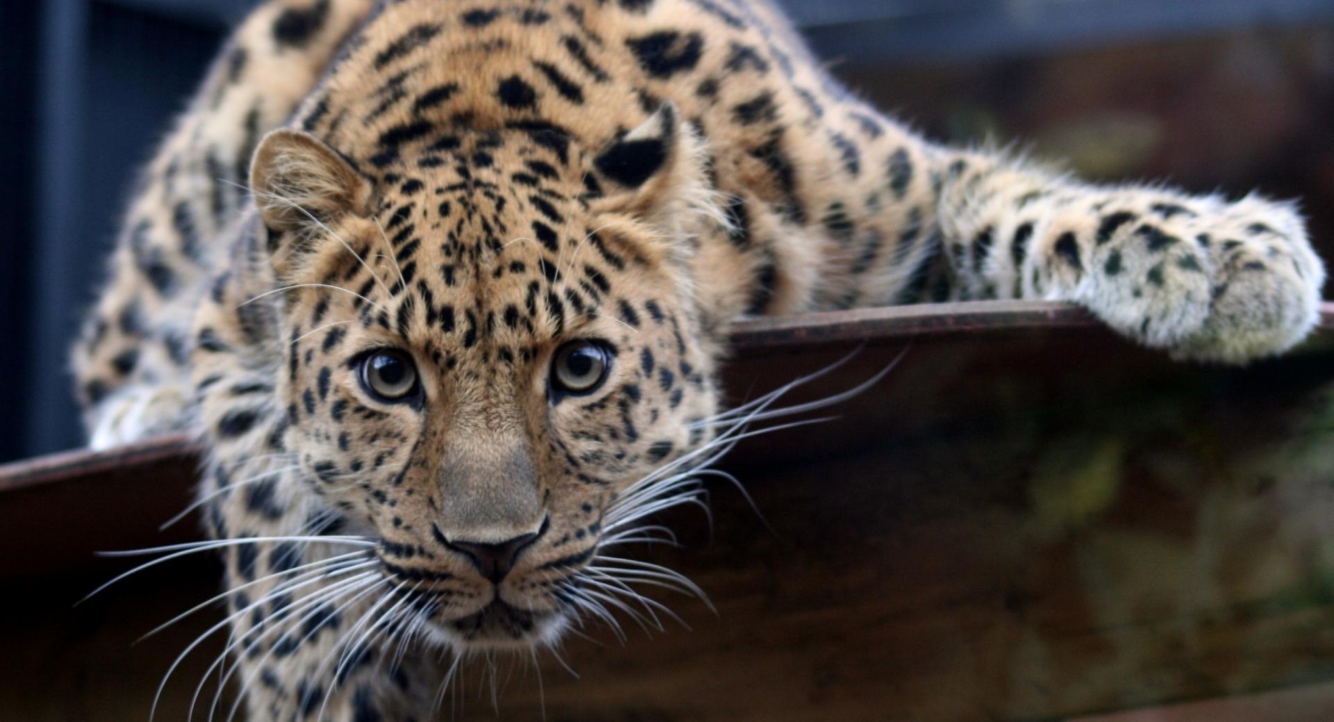 Leopard Ready To Attack at 640 x 1136 iPhone 5 size wallpapers HD quality