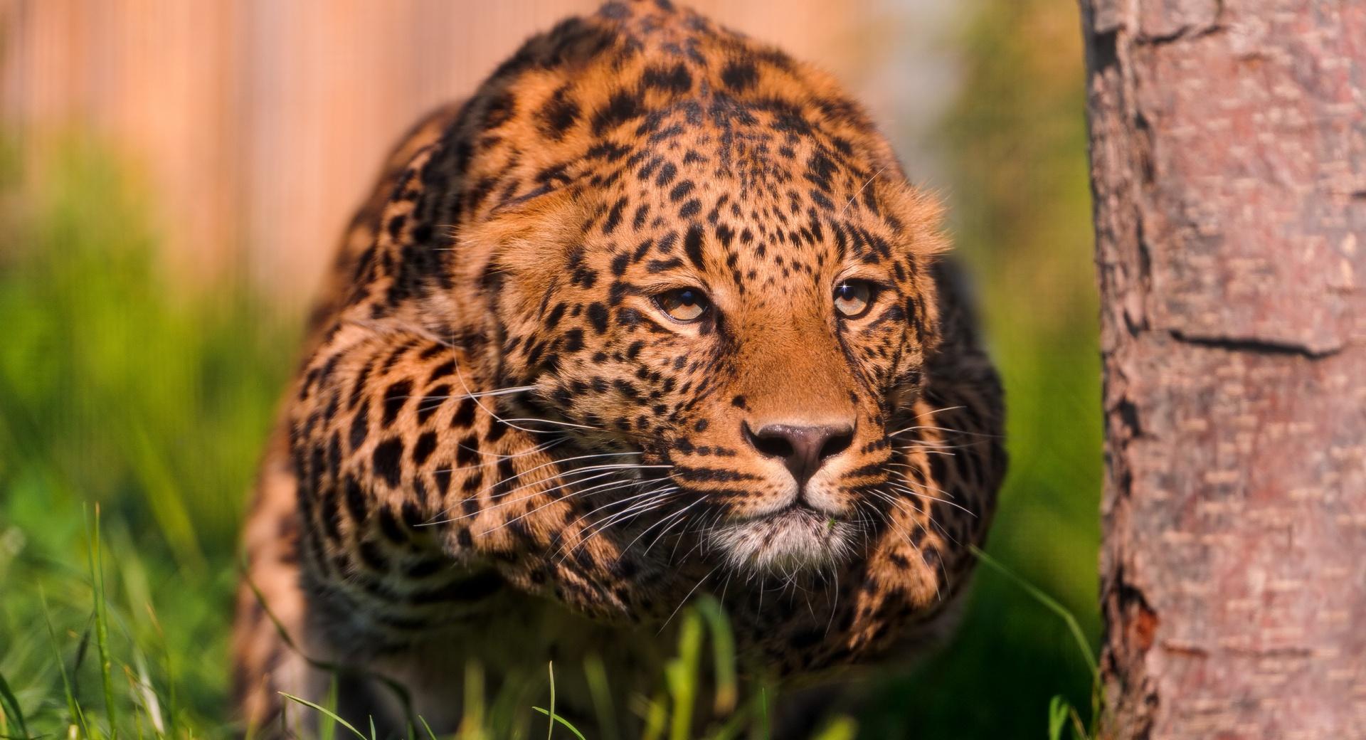Leopard Running at 1280 x 960 size wallpapers HD quality