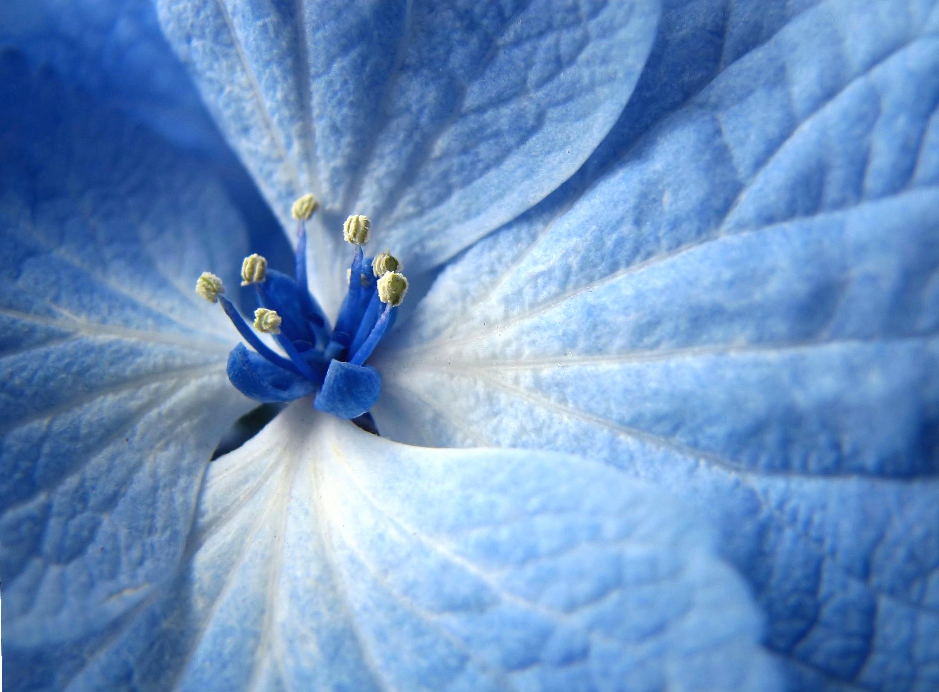 Light blue flower at 1024 x 1024 iPad size wallpapers HD quality