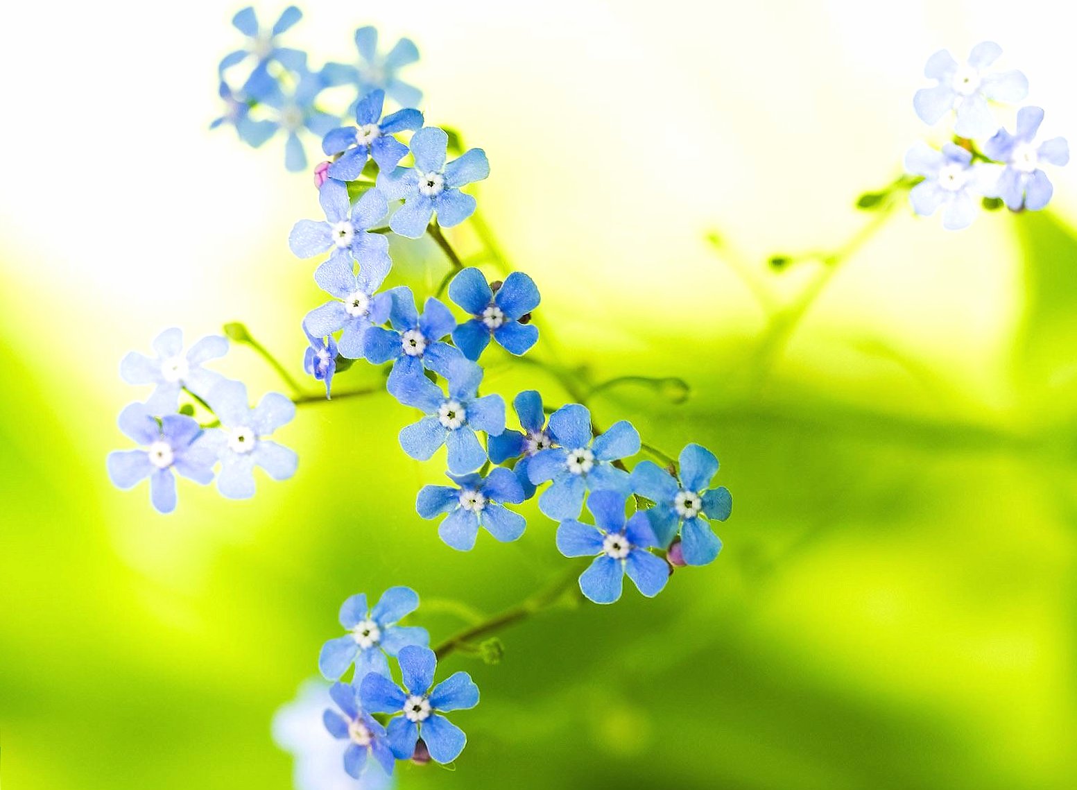 Light blue flowers at 320 x 480 iPhone size wallpapers HD quality