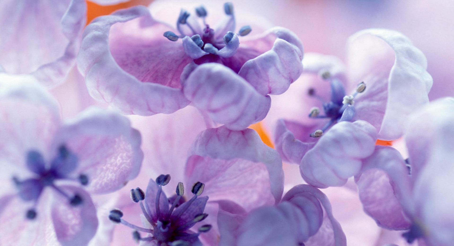 Lilac Flowers Close Up at 1152 x 864 size wallpapers HD quality