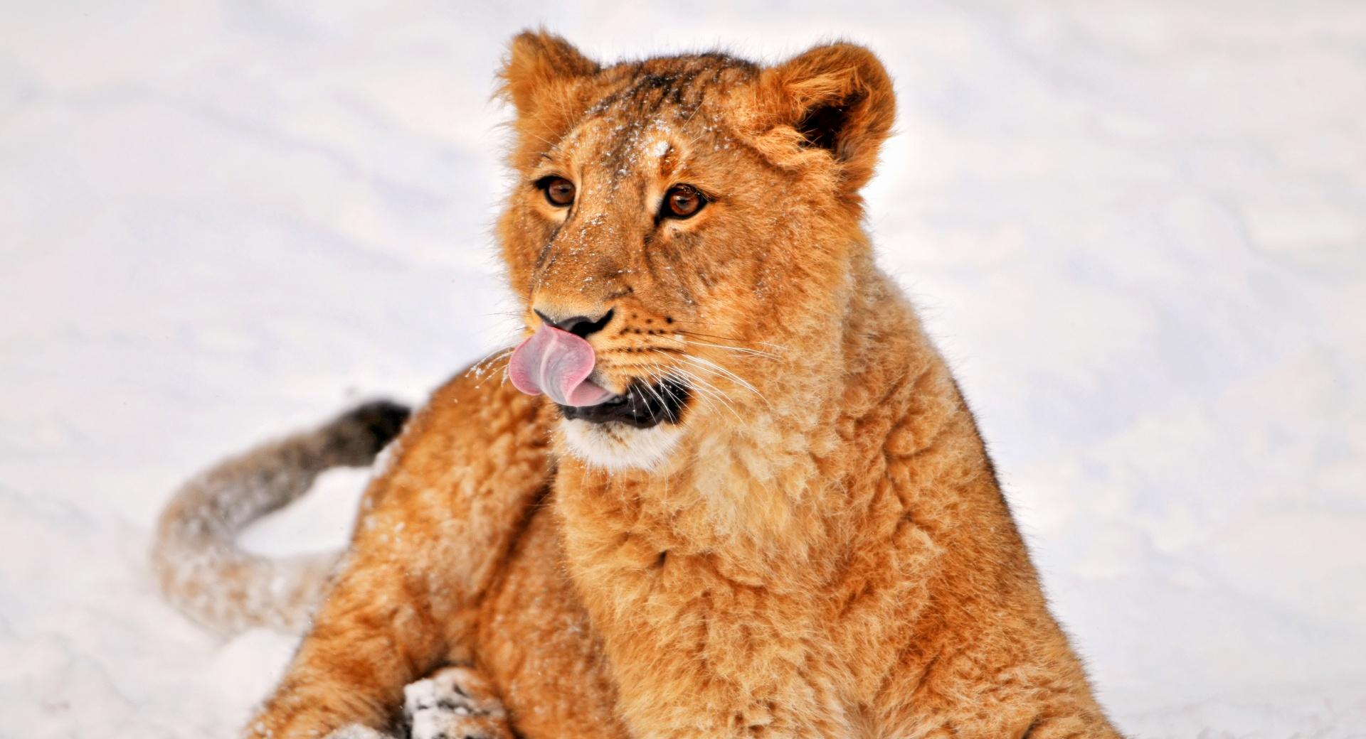 Lion Cub In Snow at 320 x 480 iPhone size wallpapers HD quality