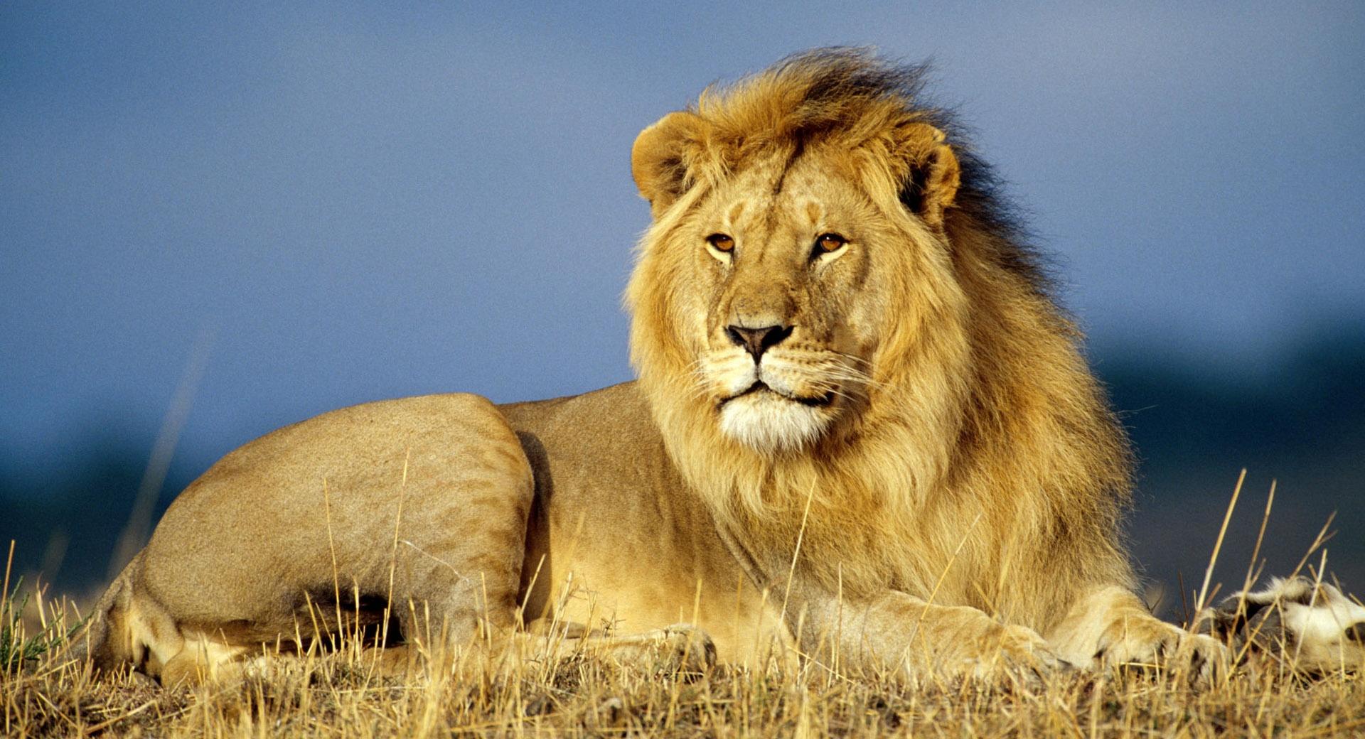 Lion Looking Into The Distance at 640 x 960 iPhone 4 size wallpapers HD quality