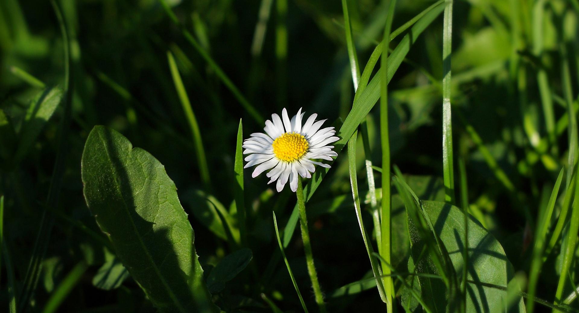 Lone Daisy at 640 x 960 iPhone 4 size wallpapers HD quality