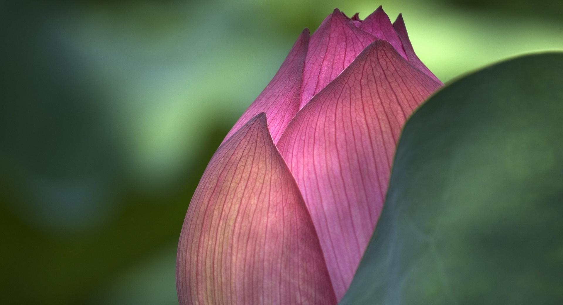 Lotus Flower at 640 x 1136 iPhone 5 size wallpapers HD quality