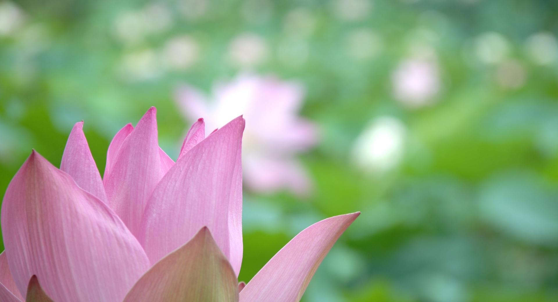 Lotus Flower Close-up wallpapers HD quality