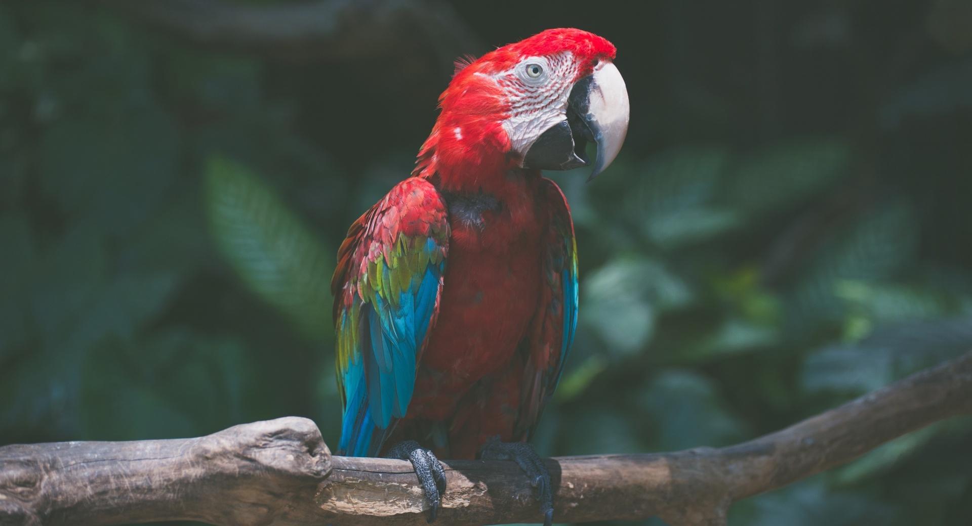Macaw Parrot Bird at 1152 x 864 size wallpapers HD quality