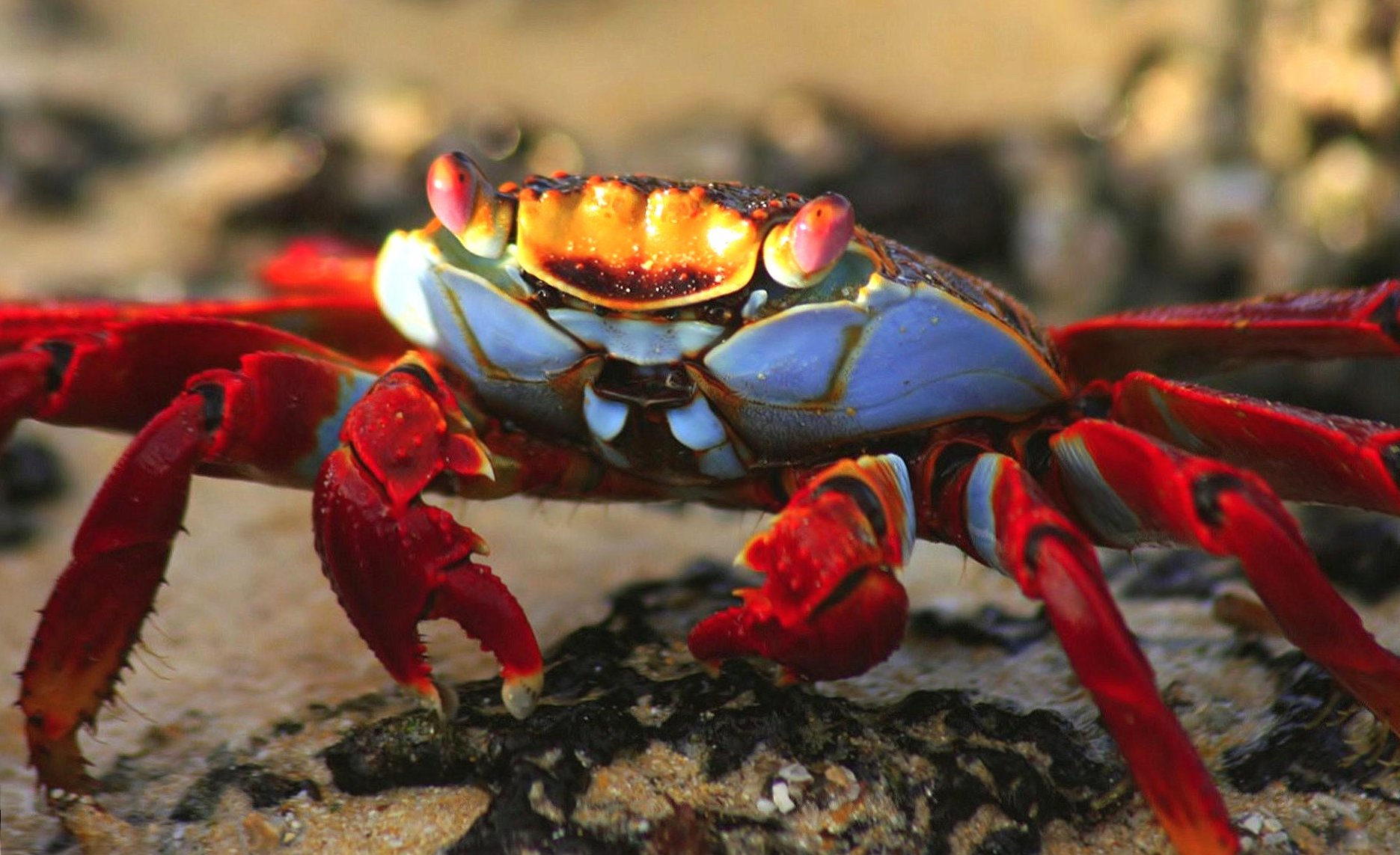 Macro crab at 750 x 1334 iPhone 6 size wallpapers HD quality