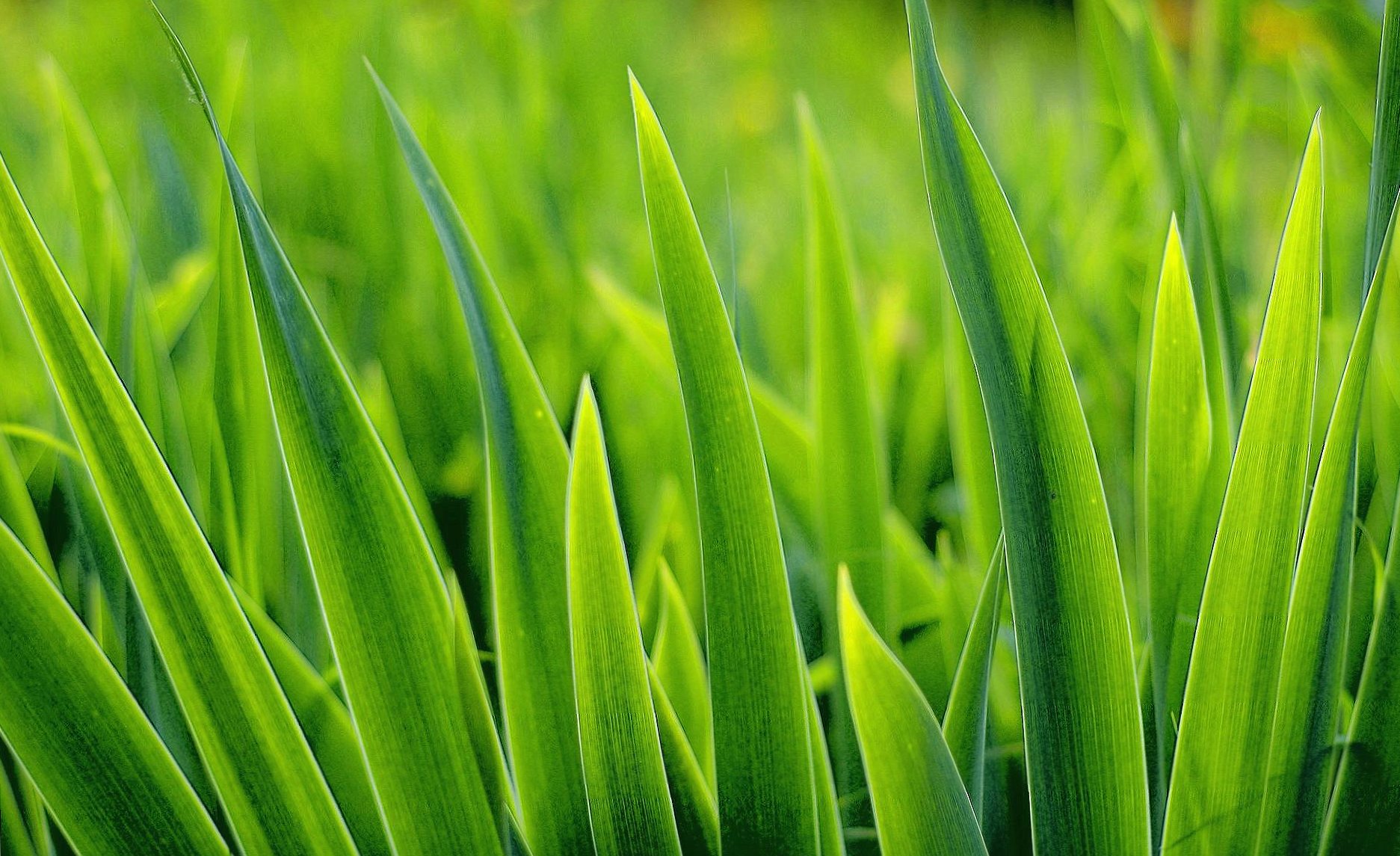 Macro grass at 1600 x 1200 size wallpapers HD quality