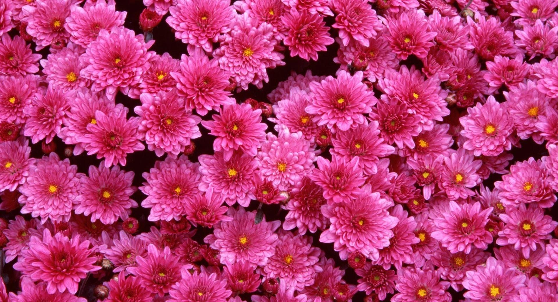 Magenta Mums wallpapers HD quality