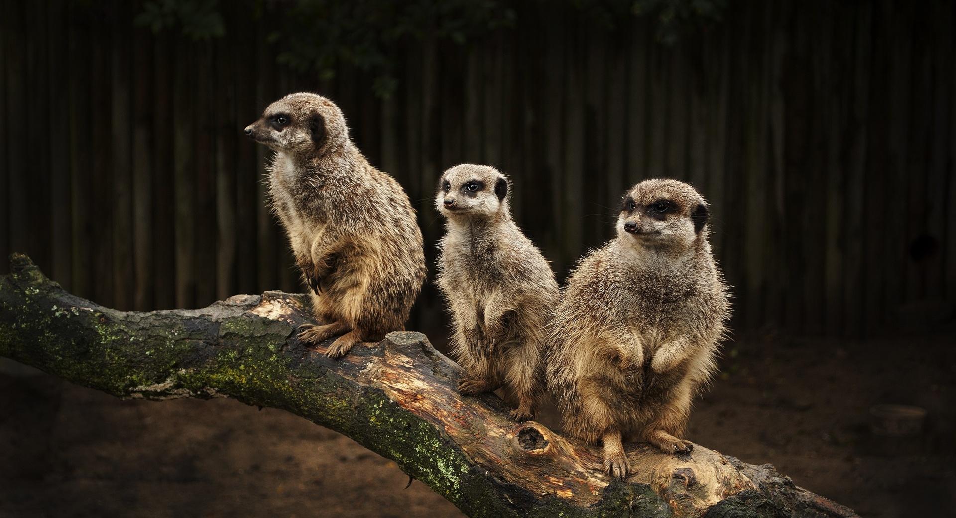 Meerkat Family at 1024 x 768 size wallpapers HD quality