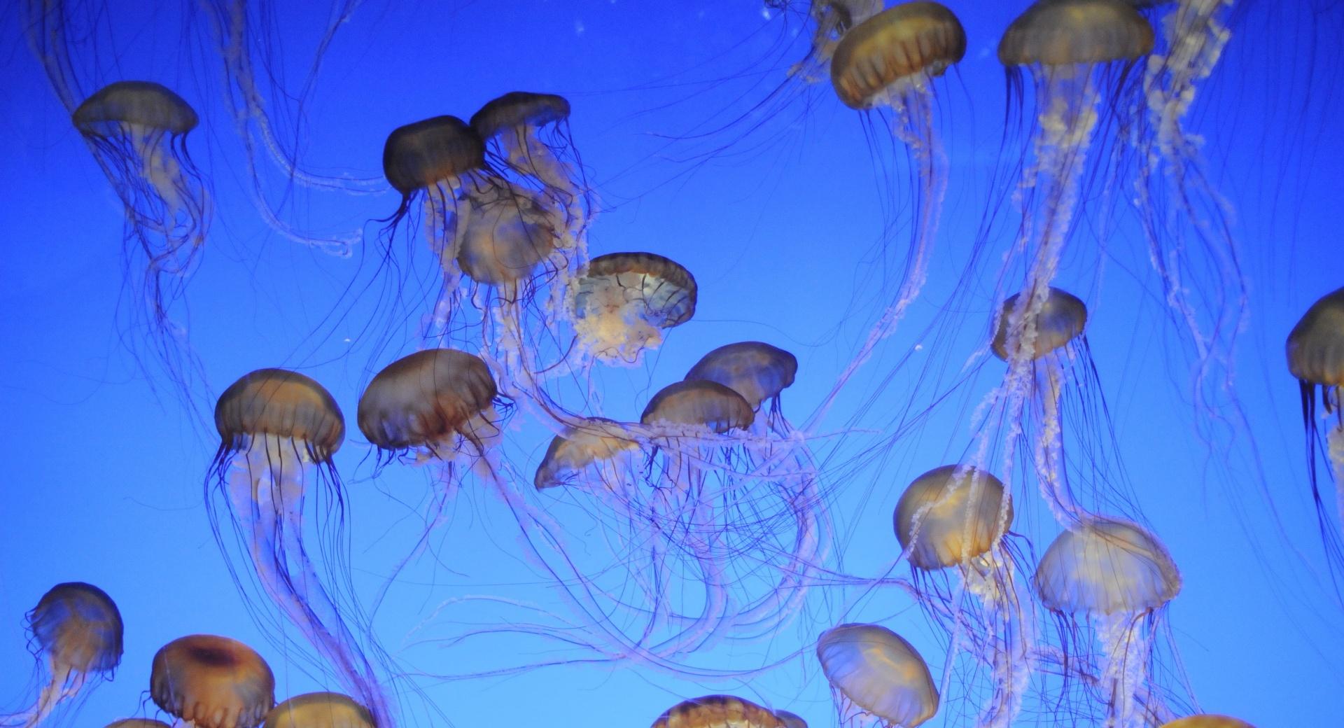 More Jellyfish at 640 x 1136 iPhone 5 size wallpapers HD quality