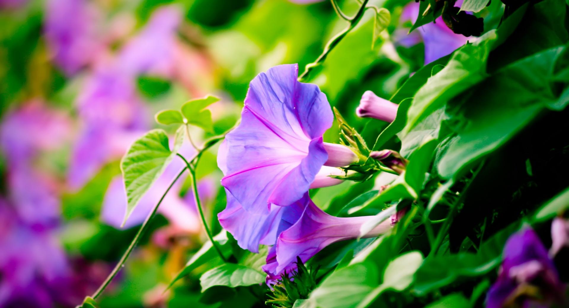 Morning Glory at 1024 x 1024 iPad size wallpapers HD quality