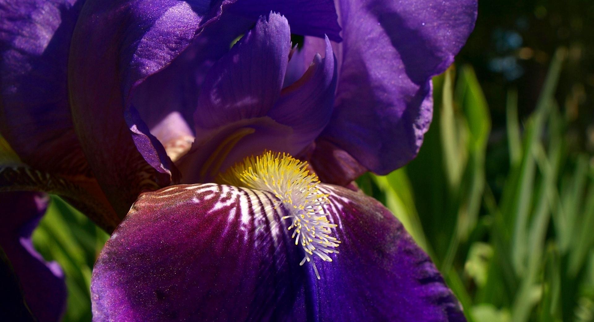Morning Iris at 750 x 1334 iPhone 6 size wallpapers HD quality