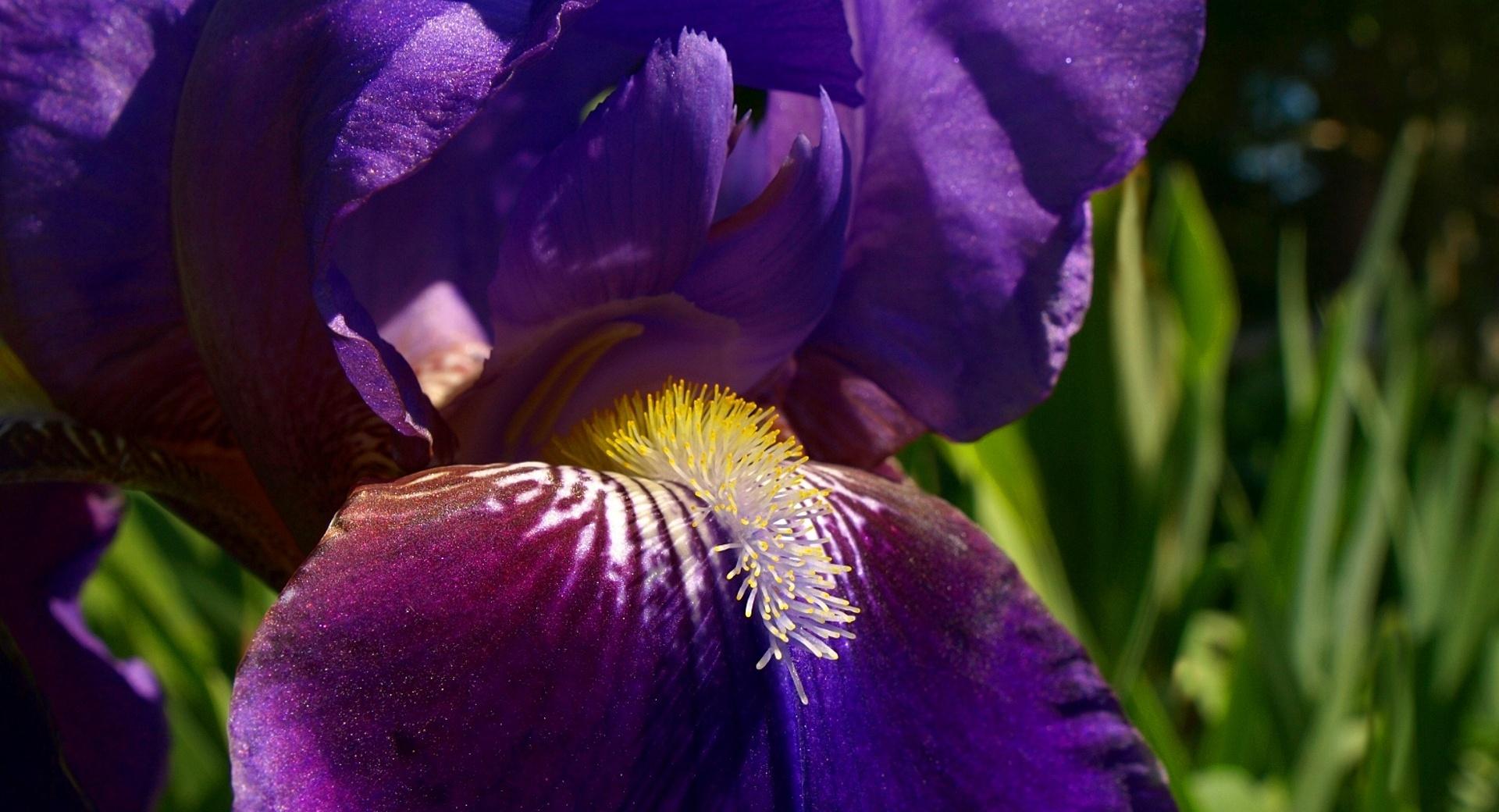 Morning Iris wallpapers HD quality