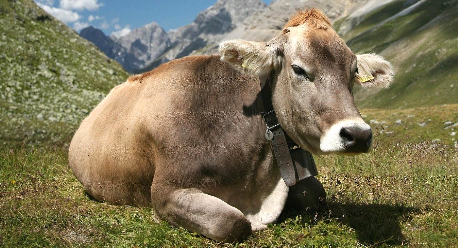 Mountain cow brown wallpapers HD quality
