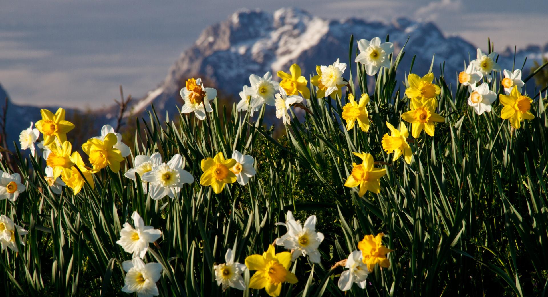 Mountain Narcissus at 1024 x 1024 iPad size wallpapers HD quality