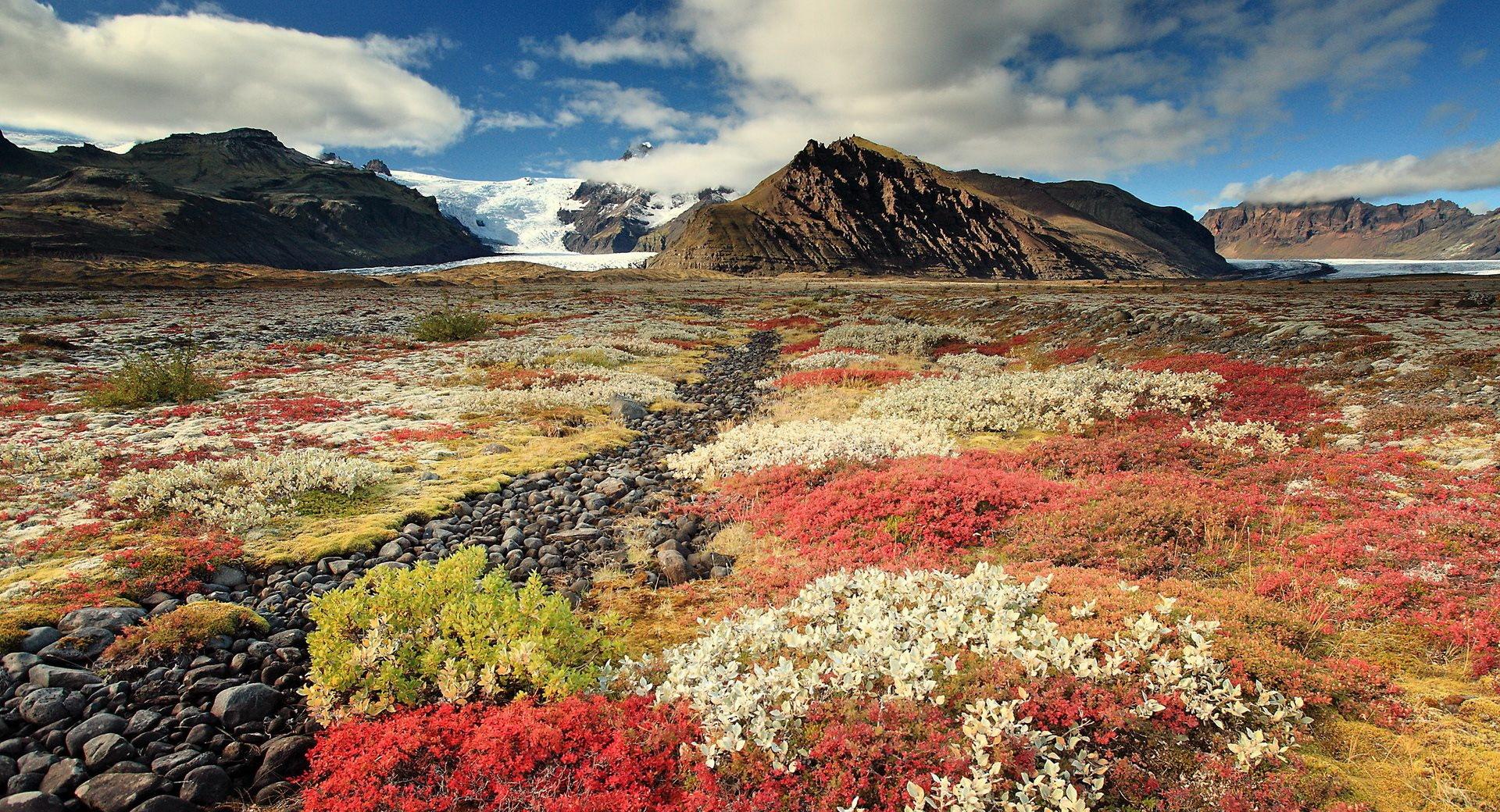 Mountain Plants at 1024 x 768 size wallpapers HD quality