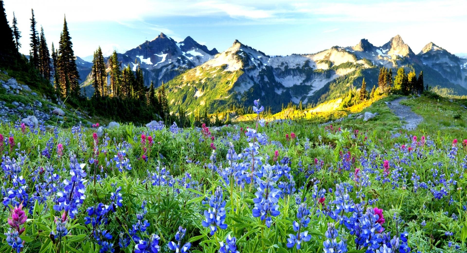Mountains Flowers at 1600 x 1200 size wallpapers HD quality