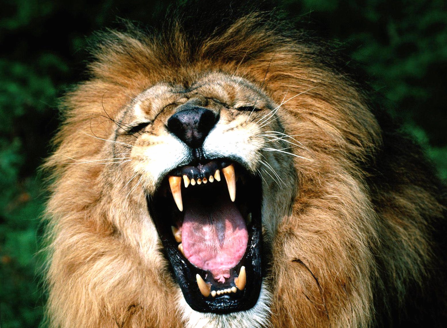 Mouth opened lion angry at 1152 x 864 size wallpapers HD quality