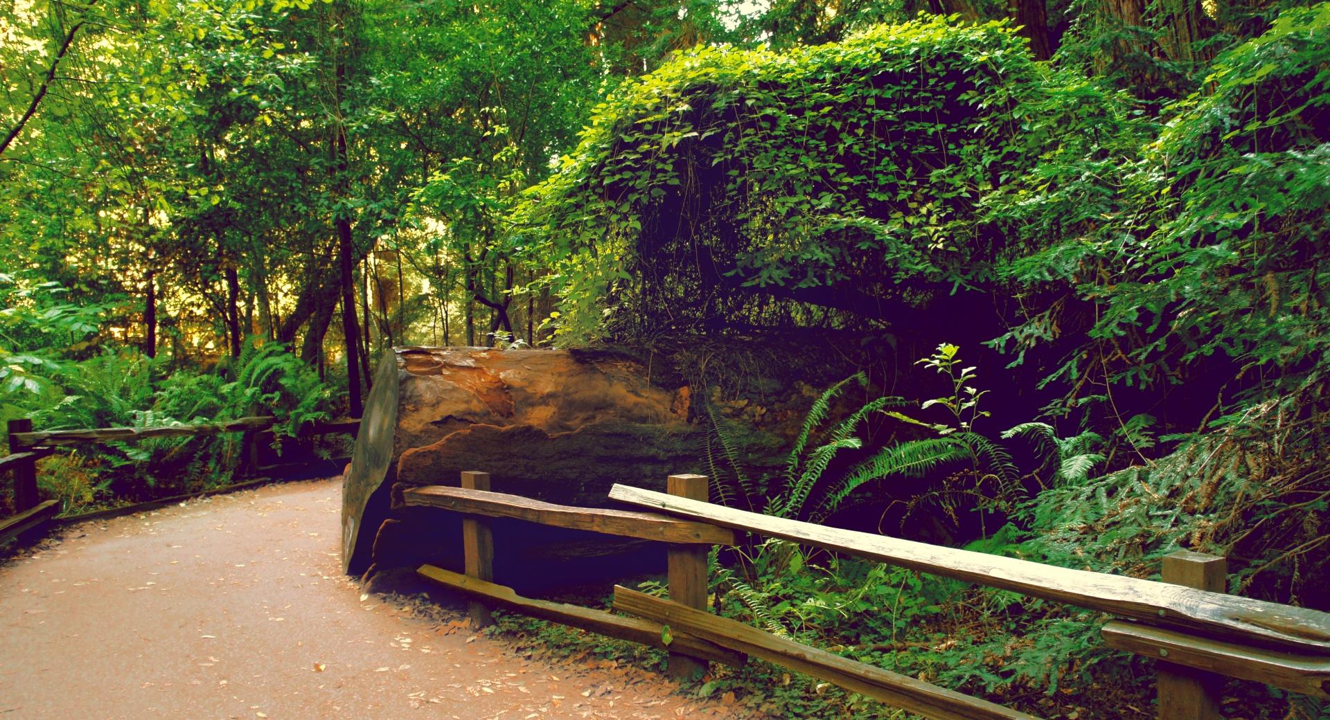 Muir Woods at 640 x 960 iPhone 4 size wallpapers HD quality