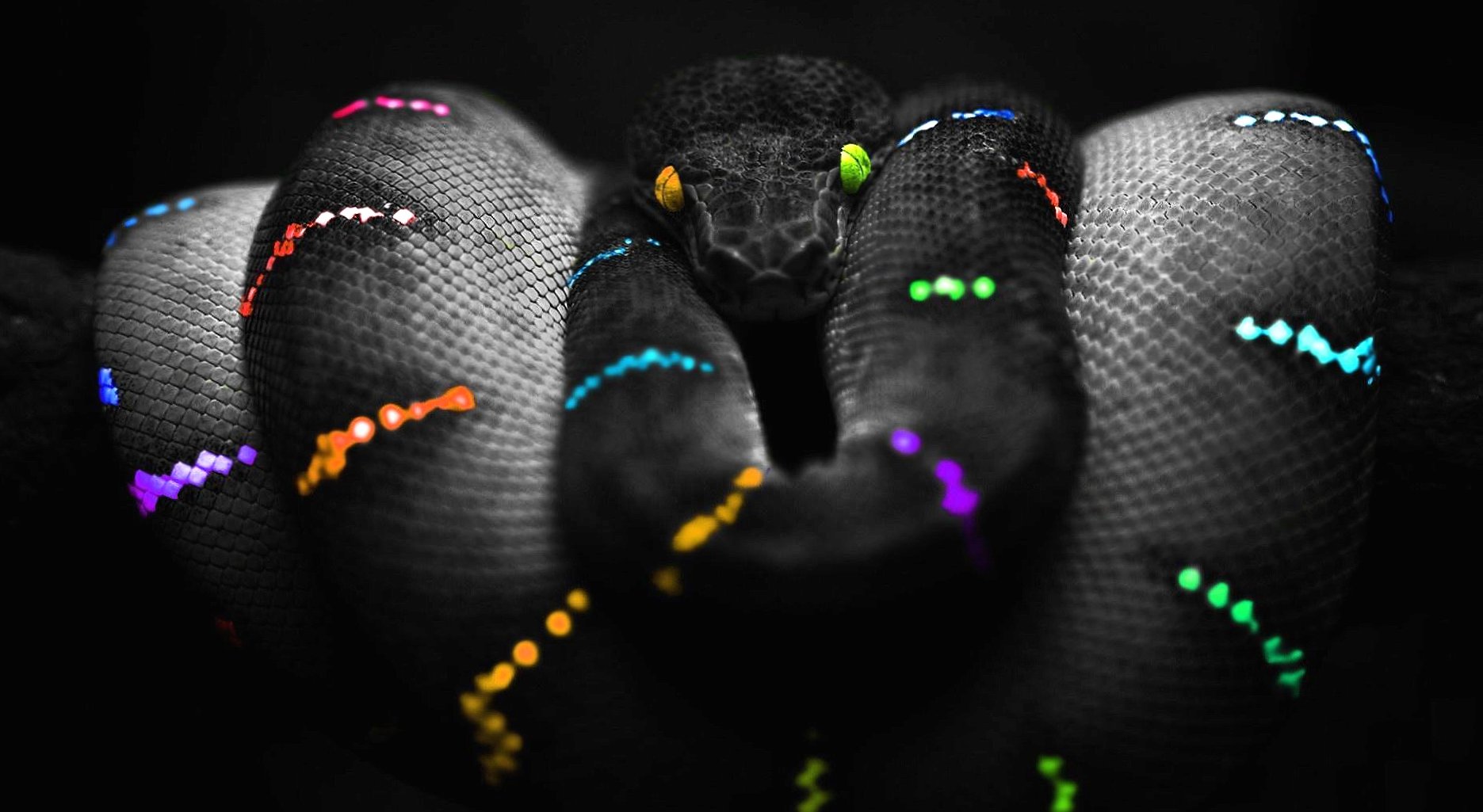 Multicolor black snake at 750 x 1334 iPhone 6 size wallpapers HD quality