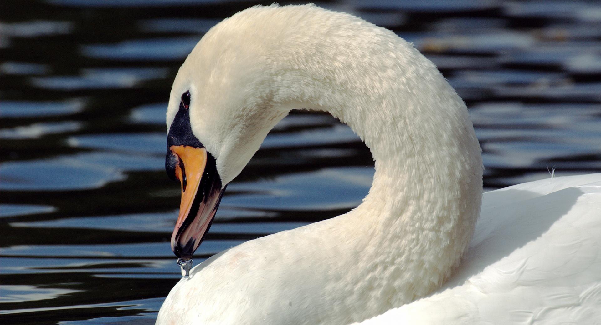 Mute Swan (Cygnus Olor) at 1280 x 960 size wallpapers HD quality