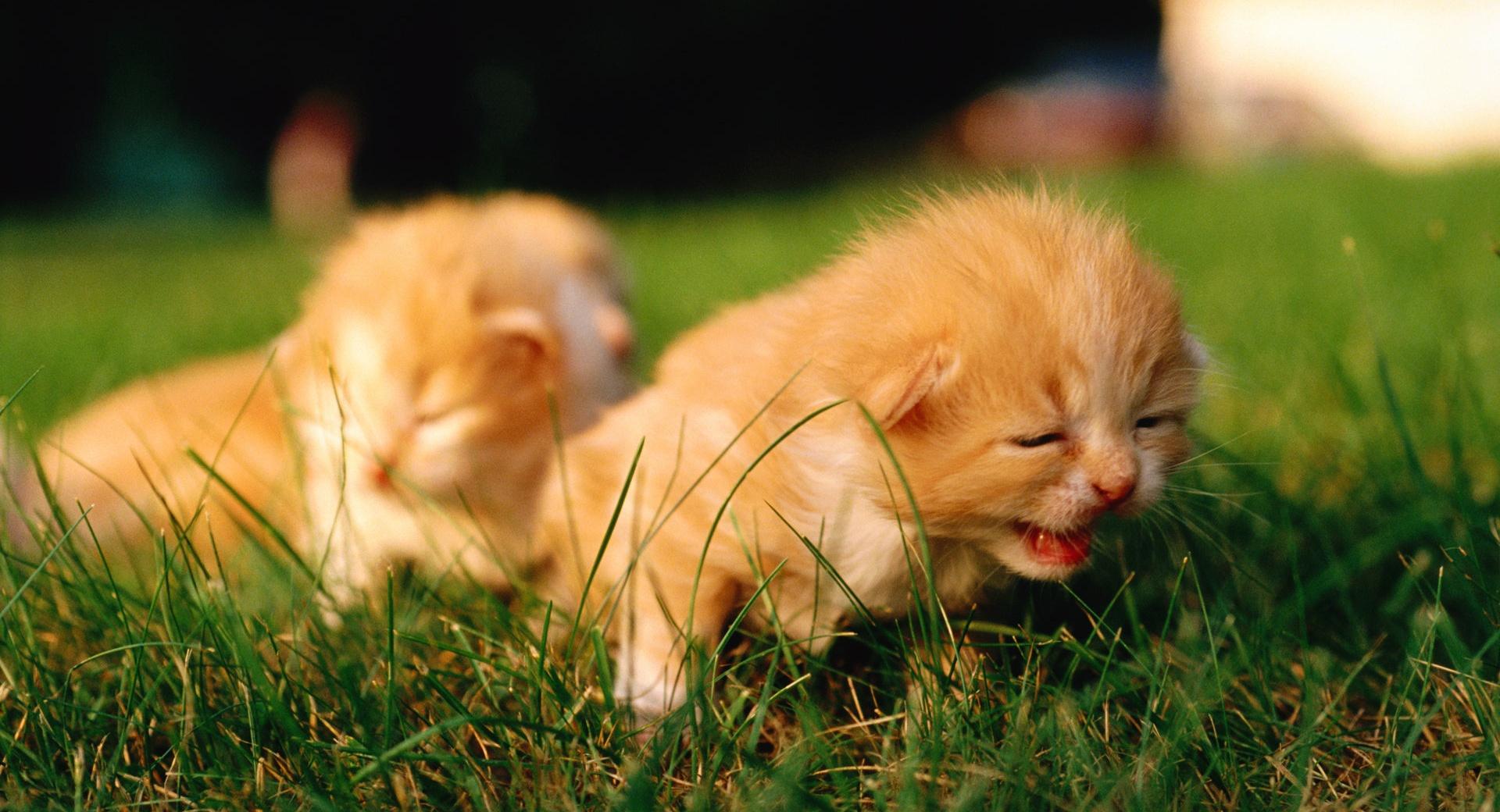 Newborn Kittens at 320 x 480 iPhone size wallpapers HD quality