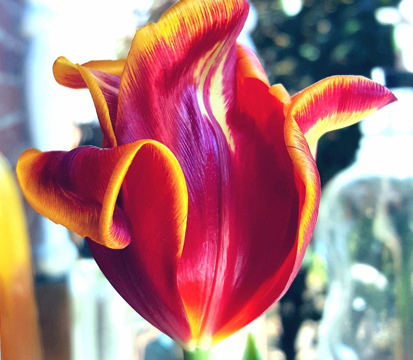 Now that is a tulip at 640 x 1136 iPhone 5 size wallpapers HD quality