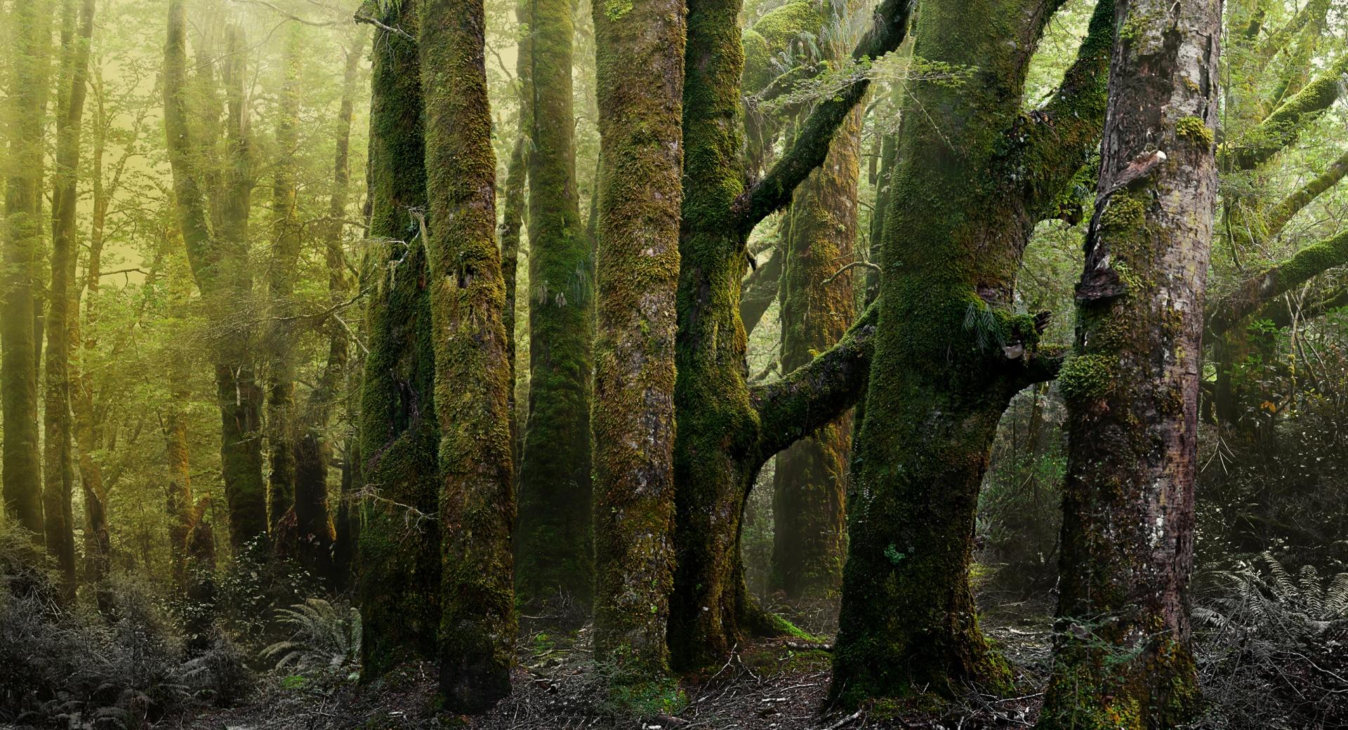Old Forest Covered In Moss at 1152 x 864 size wallpapers HD quality
