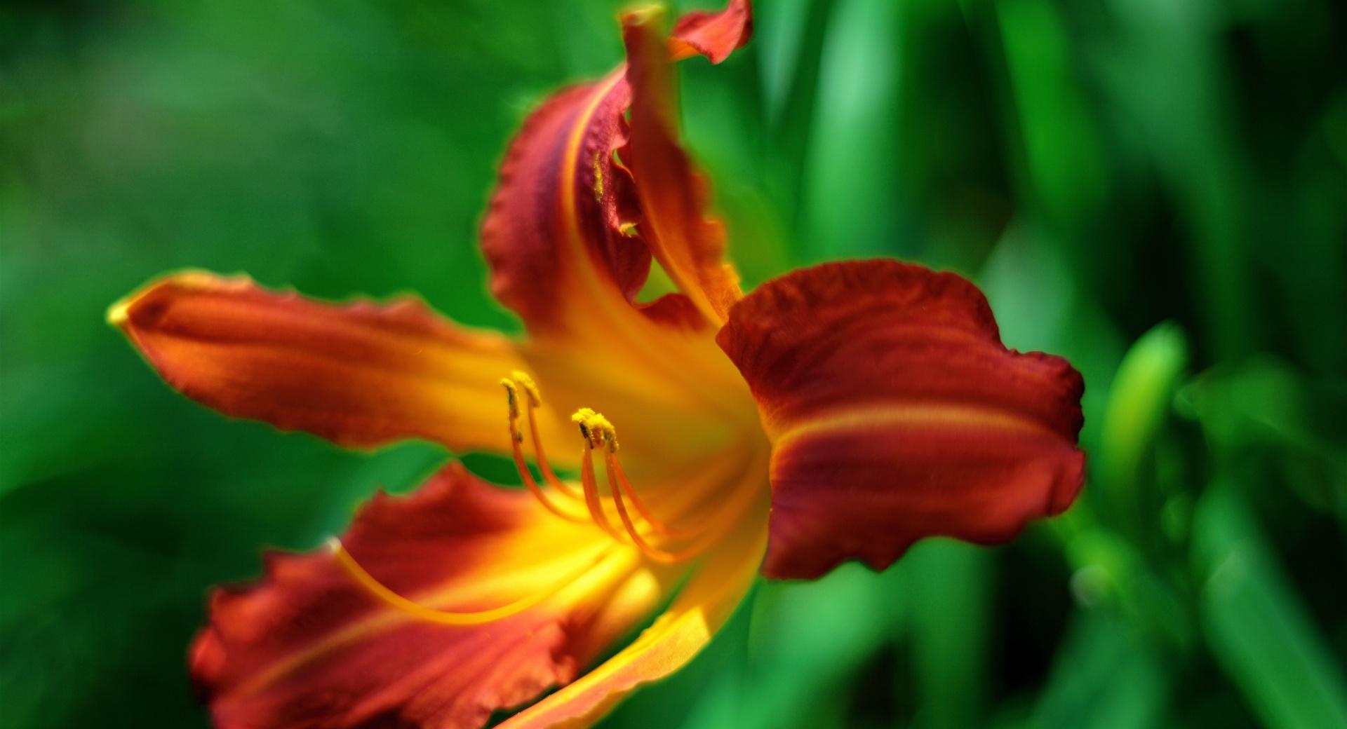 Orange Day lily Flower at 1152 x 864 size wallpapers HD quality
