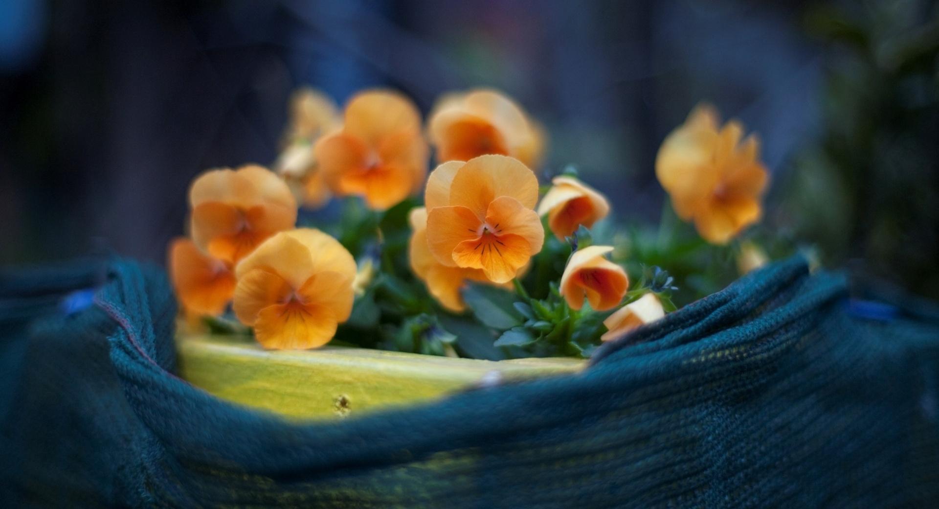 Orange Pansies Flowers at 2048 x 2048 iPad size wallpapers HD quality