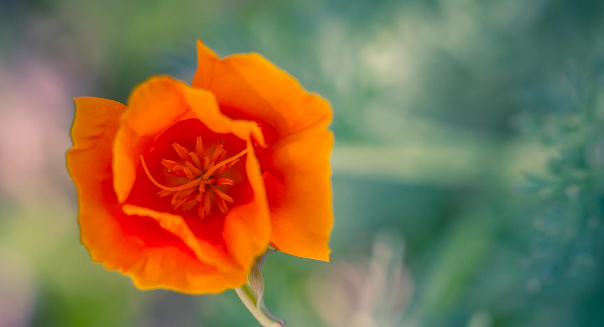 Orange Poppy at 1600 x 1200 size wallpapers HD quality