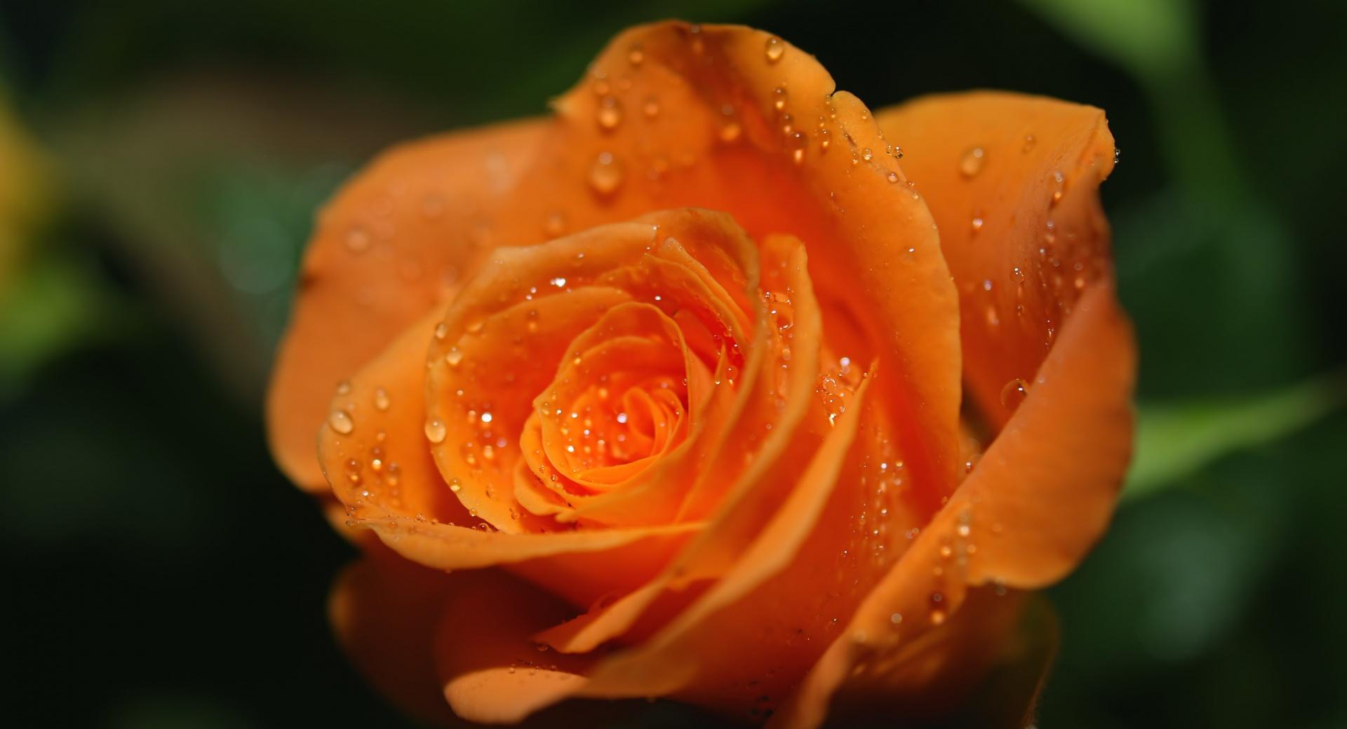 Orange Rose Bud at 750 x 1334 iPhone 6 size wallpapers HD quality