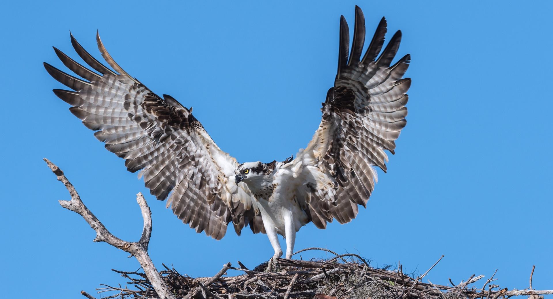 Osprey Bird Nest at 1024 x 768 size wallpapers HD quality