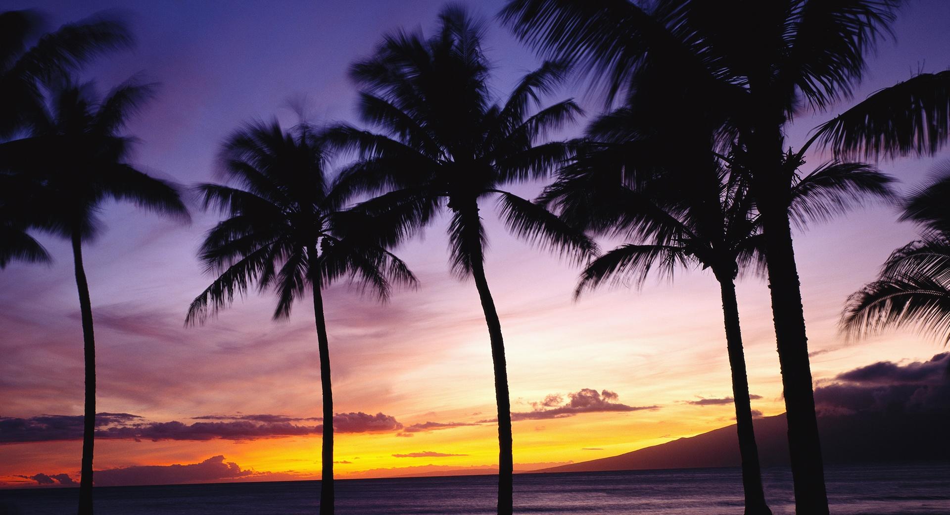Palm Trees, Sunset wallpapers HD quality