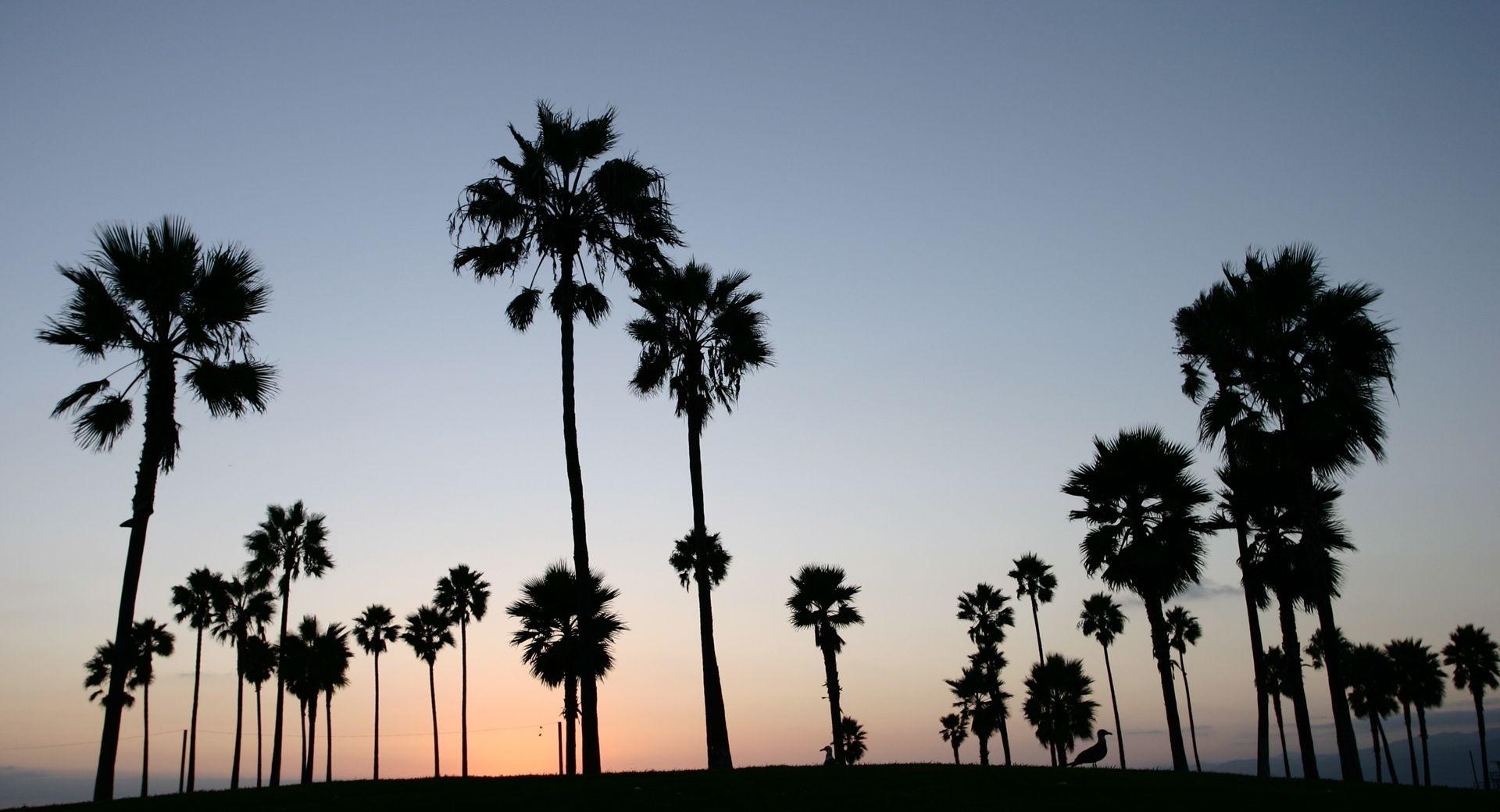 Palm Trees Silhouette wallpapers HD quality