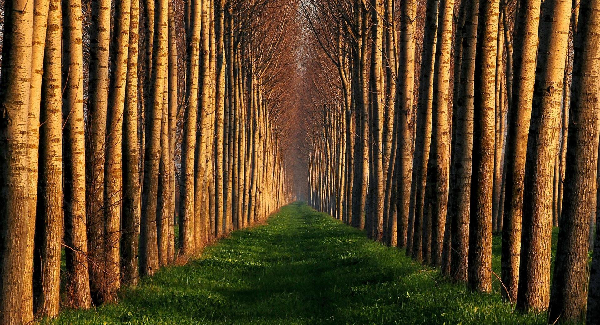 Path Lined With Trees at 1280 x 960 size wallpapers HD quality