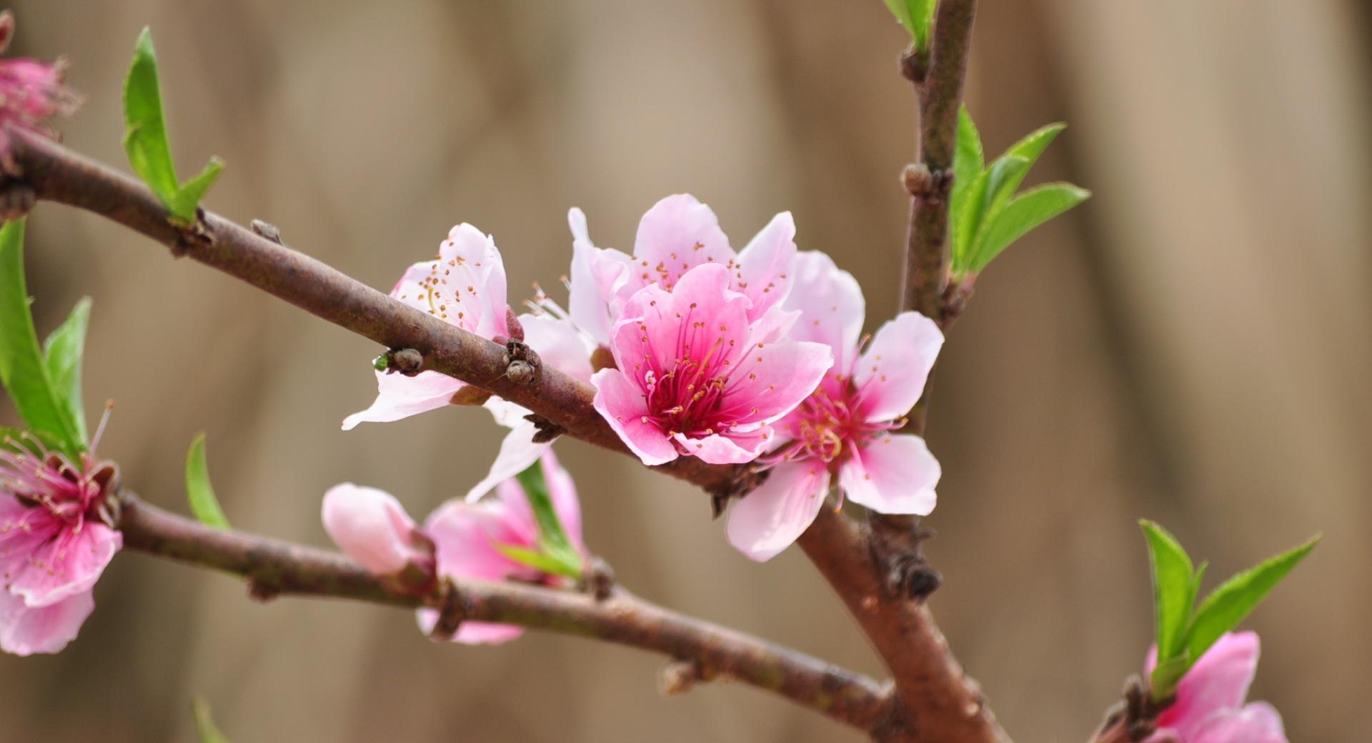 Peach Flowers wallpapers HD quality
