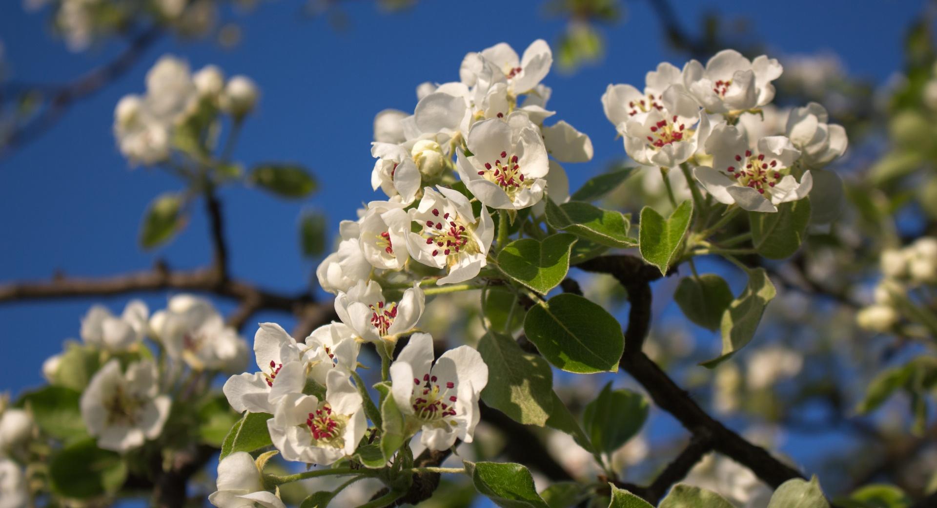 Pear Blossom wallpapers HD quality