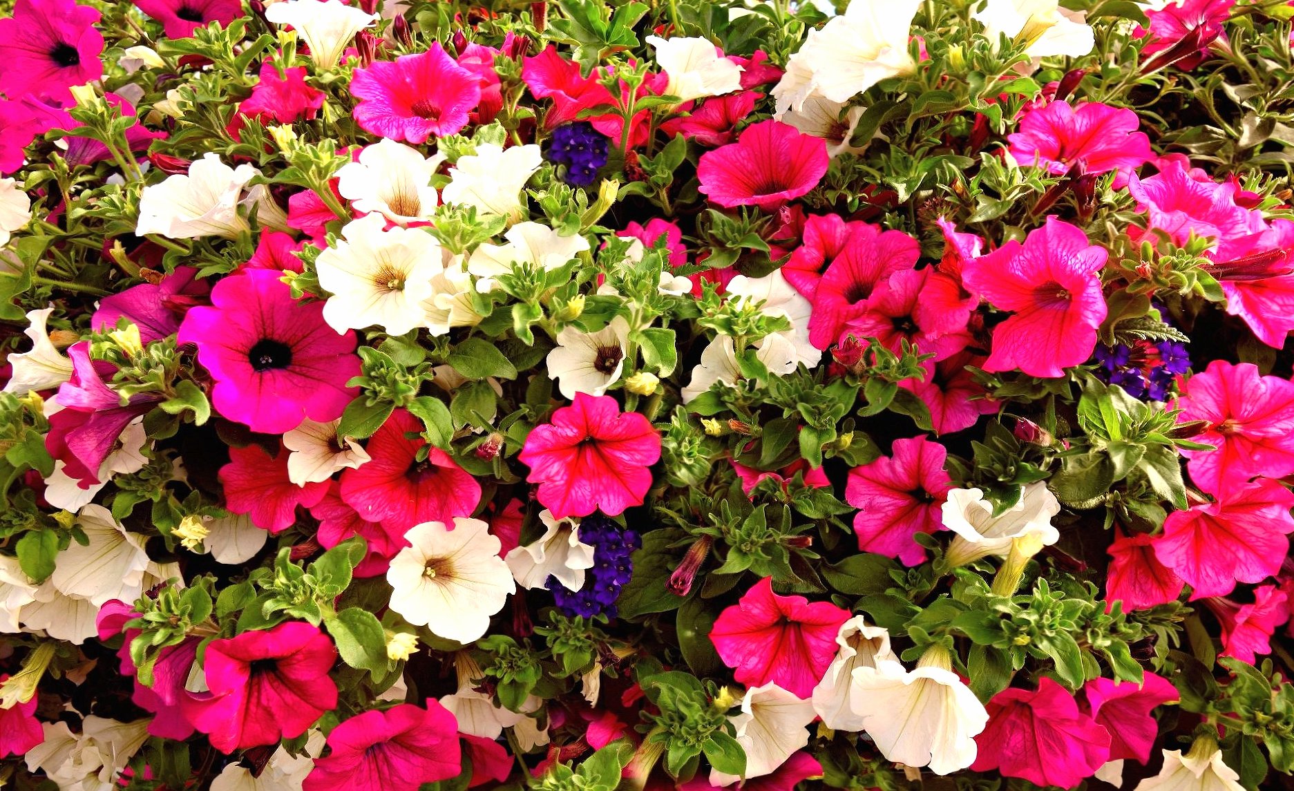 Petunia at 750 x 1334 iPhone 6 size wallpapers HD quality