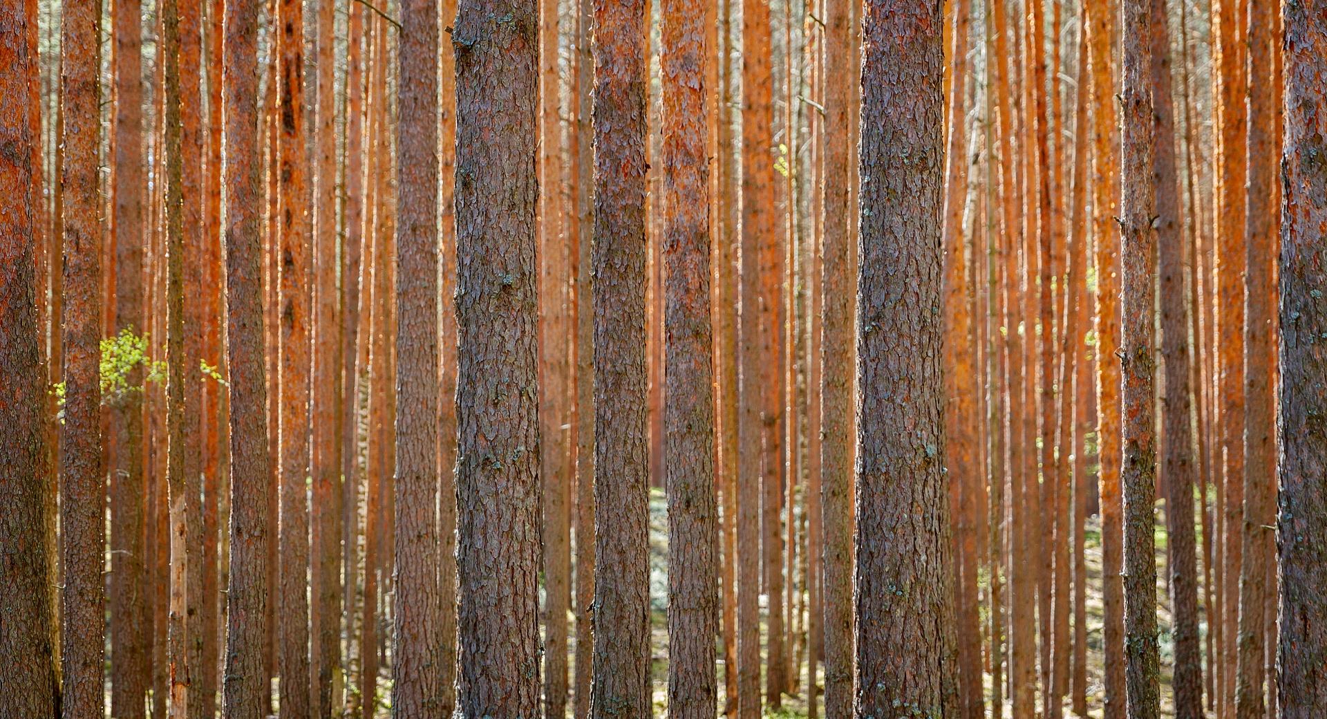 Pine Forest at 640 x 960 iPhone 4 size wallpapers HD quality