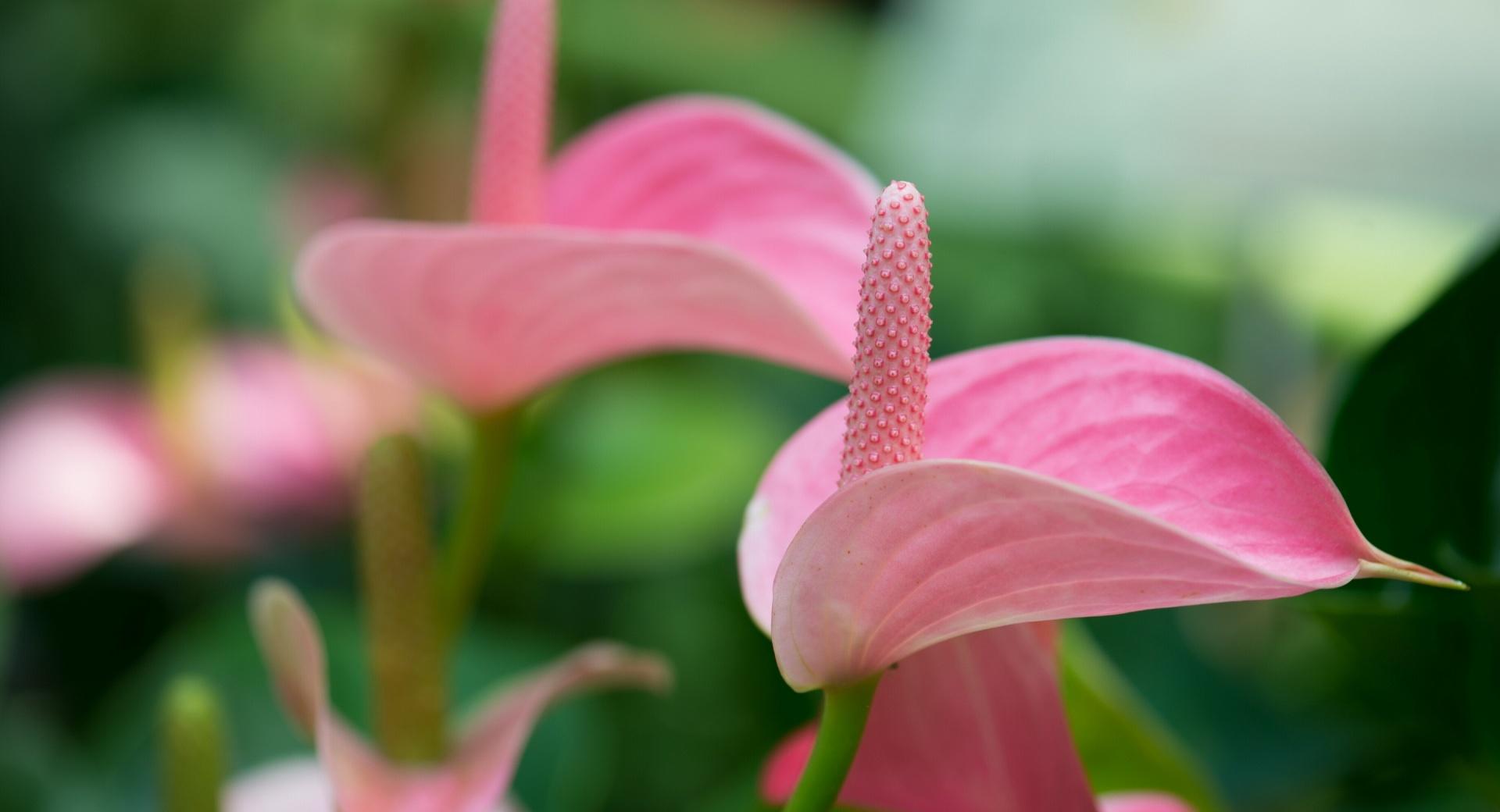 Pink Anthurium wallpapers HD quality