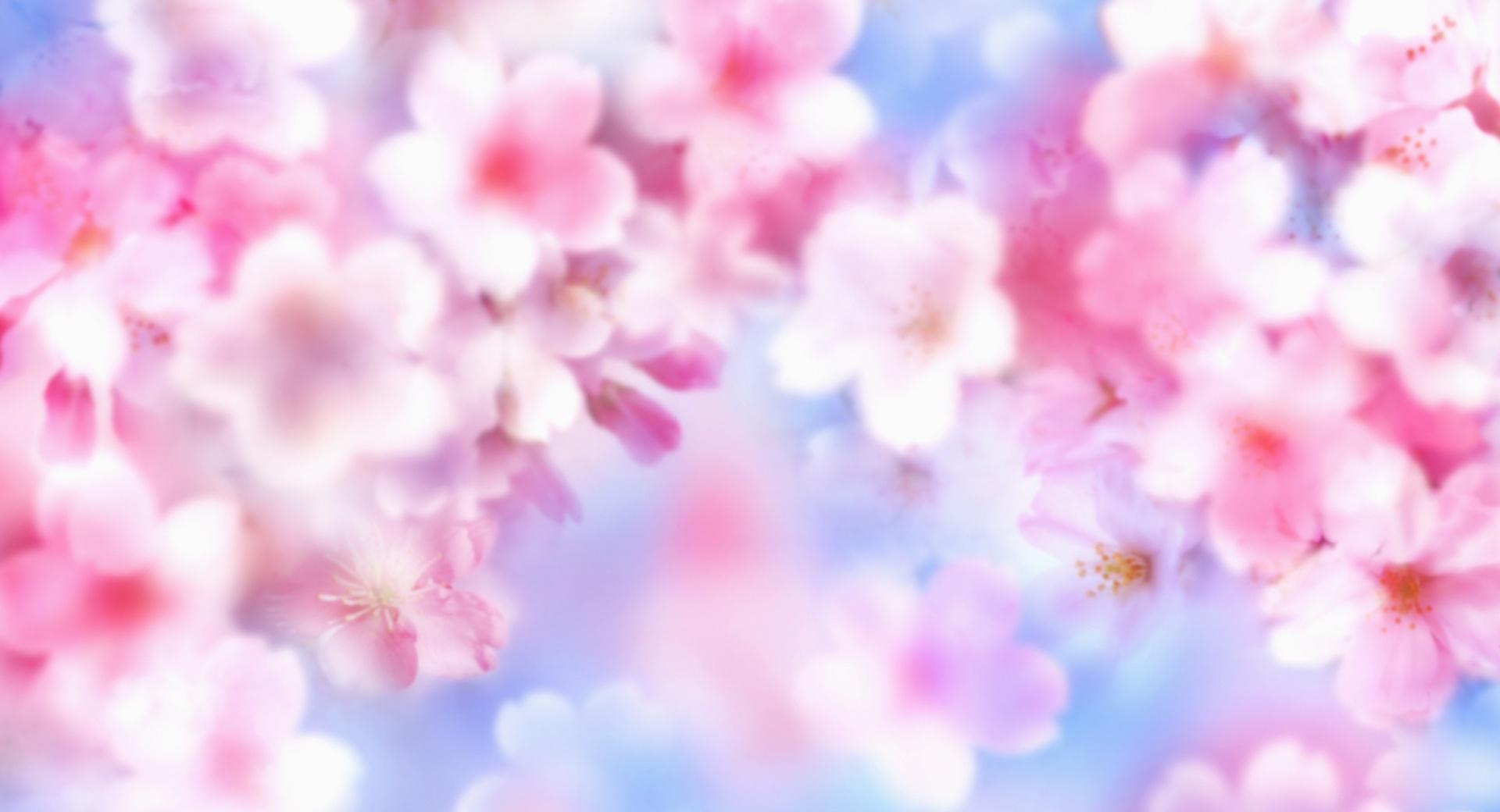 Pink Blossoms at 1024 x 1024 iPad size wallpapers HD quality