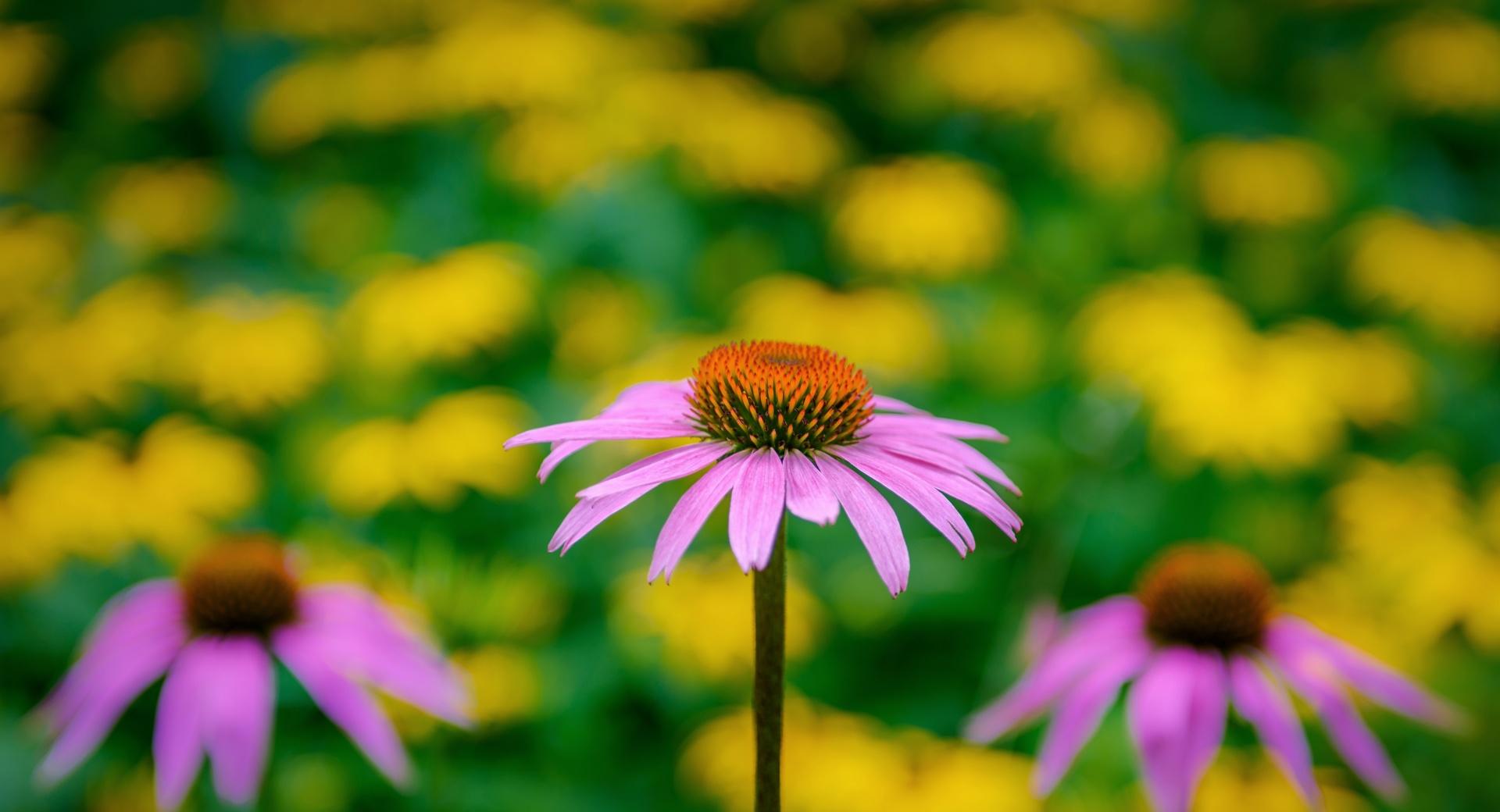 Pink Coneflower at 1334 x 750 iPhone 7 size wallpapers HD quality