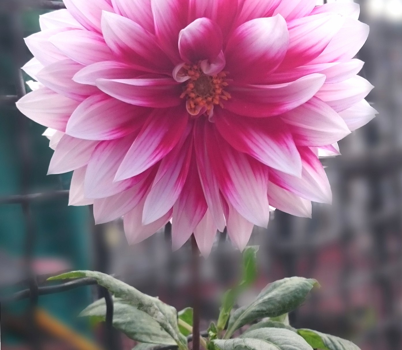 Pink Dahlia at 2048 x 2048 iPad size wallpapers HD quality