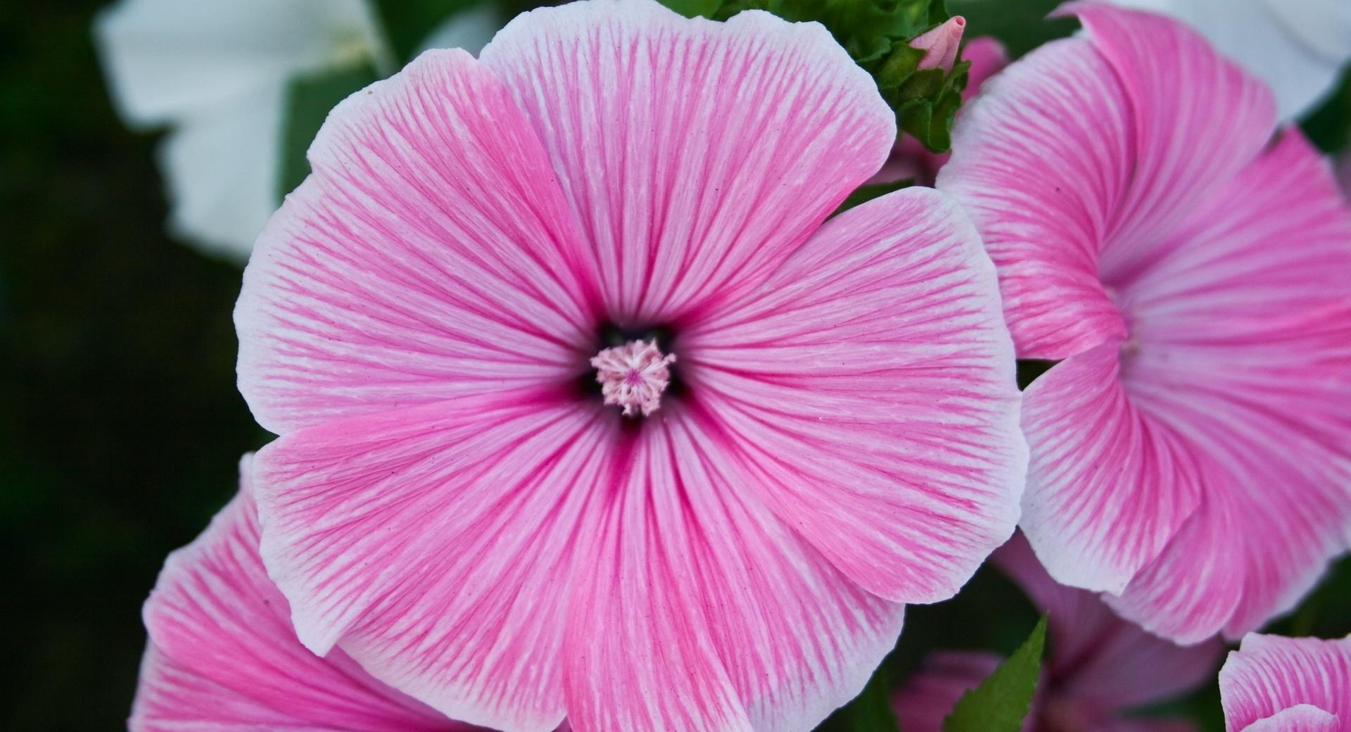 Pink Flower Close-up at 640 x 1136 iPhone 5 size wallpapers HD quality