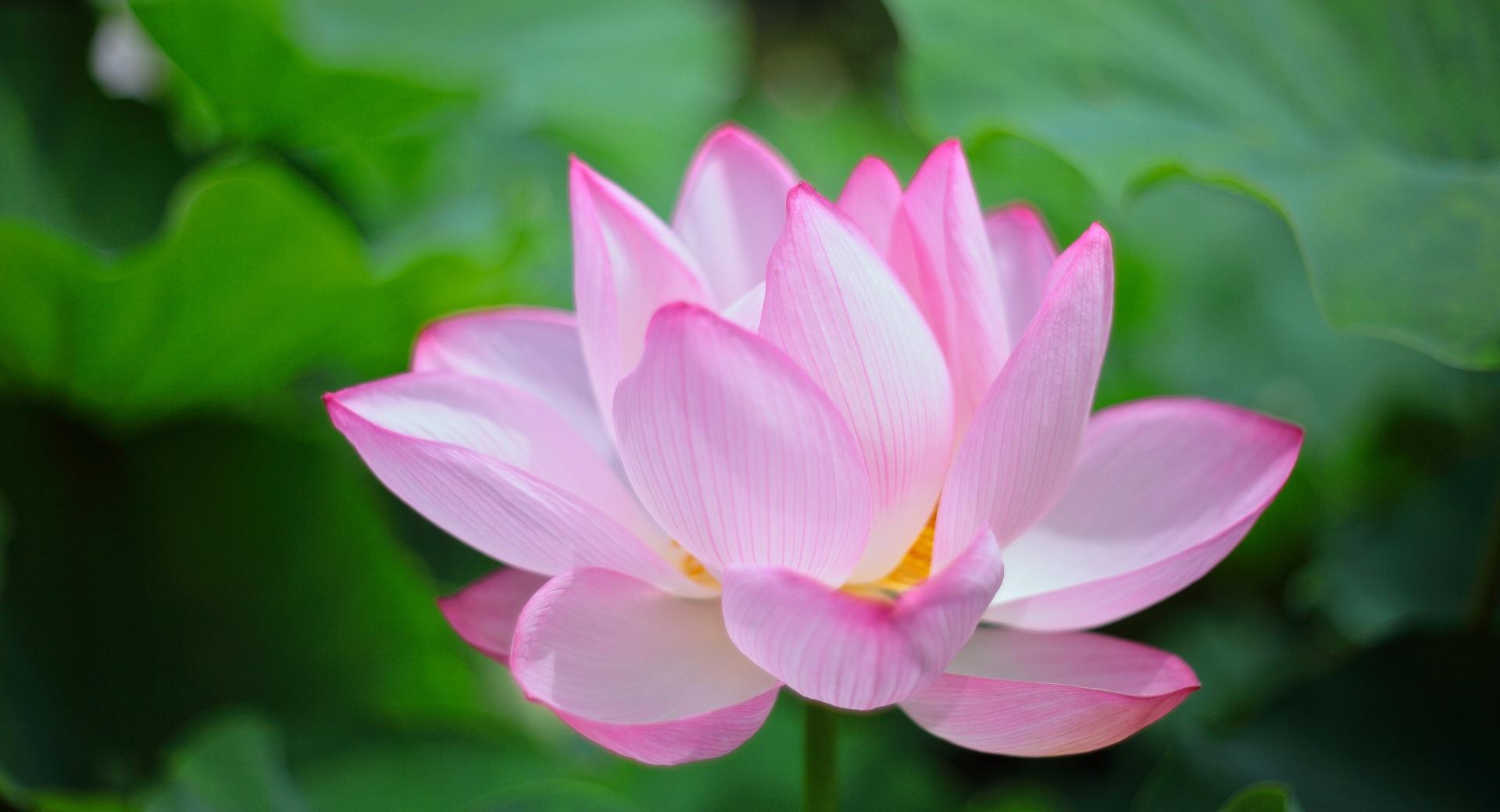 Pink Lotus at 750 x 1334 iPhone 6 size wallpapers HD quality